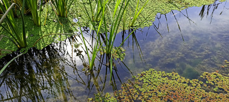Green Leafs flot in Water Pond Himachal Pradesh India 01の写真素材