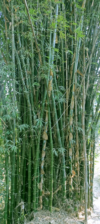 Group of Bamboo Trees in Forest in Himachal Pradesh India 21の写真素材
