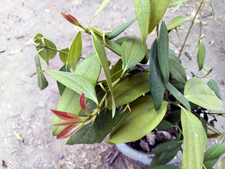 Potrait View of Leafs Plant in Garden Himachal Pradesh India 023の写真素材