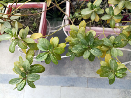 Potrait View of Leafs Plant in Garden Himachal Pradesh India 022の写真素材