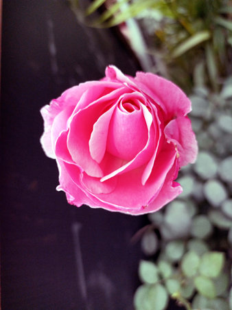Red Rose Top View in Garden Himachal Pradesh India View 01の写真素材