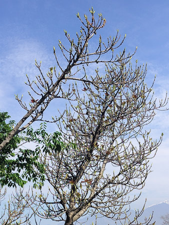 Groups of Leafs of tree in blue sky in Kangra Himachal Pradesh Indiaの写真素材