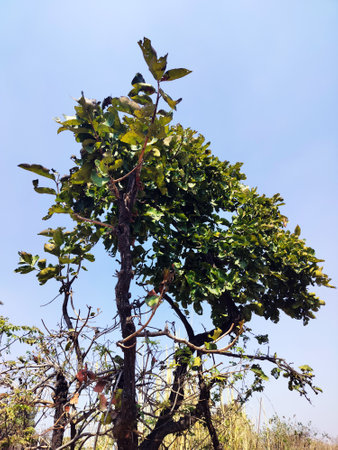 Tree Top View with Leafs in Open Blue Sky Indiaの写真素材