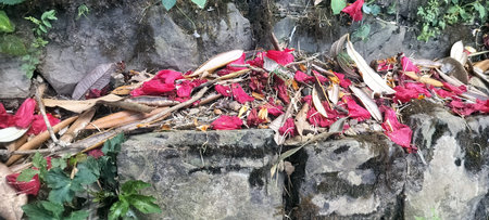 Blooming pink rhododendron flowers in the forest of himachal pradesh india 10の写真素材