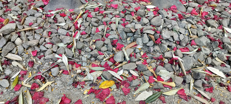 Blooming pink rhododendron flowers on the railway track in the forest of himachal pradesh india 13の写真素材