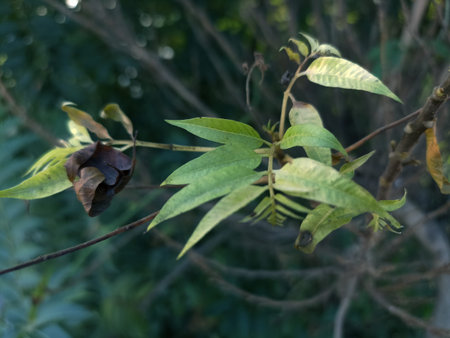Group of Leafs 01