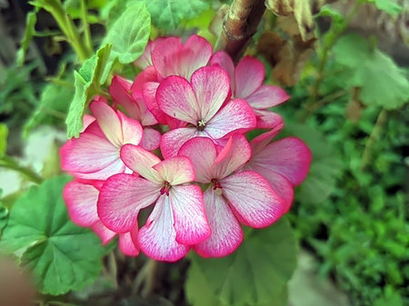 Groups of Red Flowers in garden of Kangra Distt. Himachal Pradesh India