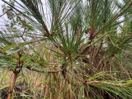 Pine Needles at the roof of forest at himachal pradesh india view
