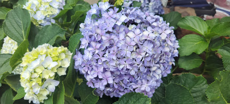 White and Blue Hydrangea flower at Ballycotton of Cork County, Ireland, Europe