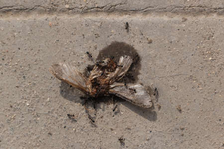 Ants eating insect or beeの写真素材