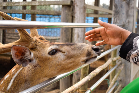 Deers in the zooの写真素材