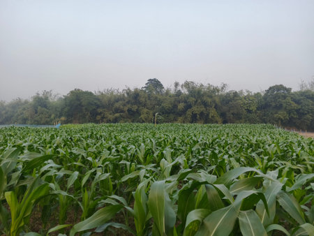 corn field in the morning with fog, north of thailand.