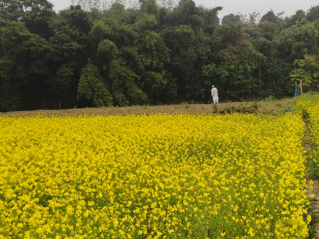 Rape blossoms in full bloom in a field in Bangladesh.