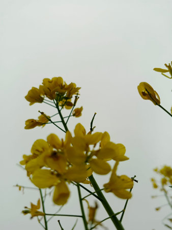 Rape blossoms on a white background. Selective focus.