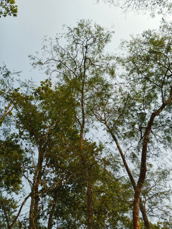 Low angle view of trees in the forest with blue sky background.