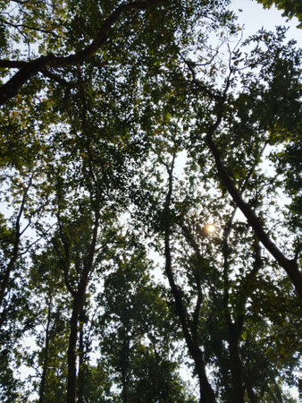 forest trees view from below into the sky. nature green wood sunlight backgrounds.