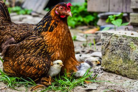 A motherのeditorial素材