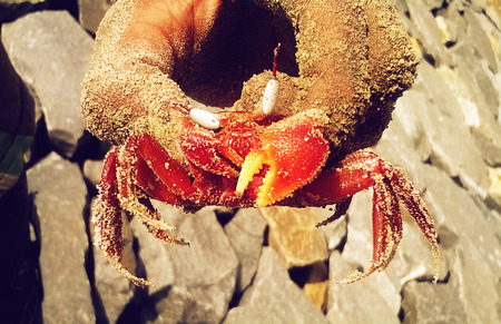 Lobster on handの写真素材