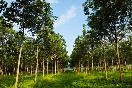 rubber tree at thailandの写真素材