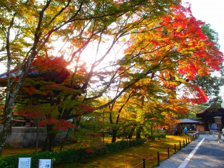 Maple Tree at Japanのeditorial素材