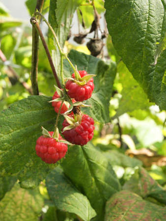 Several red raspberries in the nature