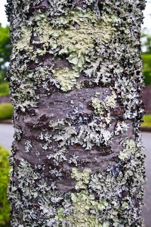 Closeup of lichen on treeの写真素材