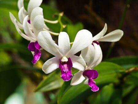 White Orchid in a greenhouseの写真素材