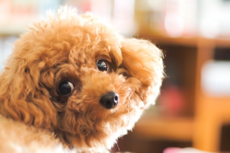 Poodle dogの写真素材