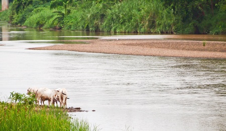 Cow eating near riverの写真素材