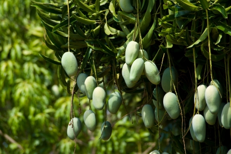 Mango treeの写真素材