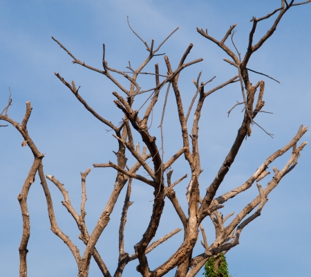 Dried dead trees の写真素材