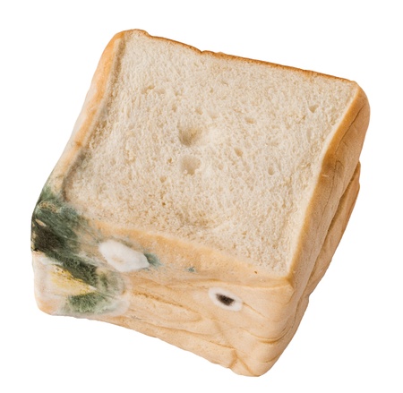 Moldy bread  Isolated