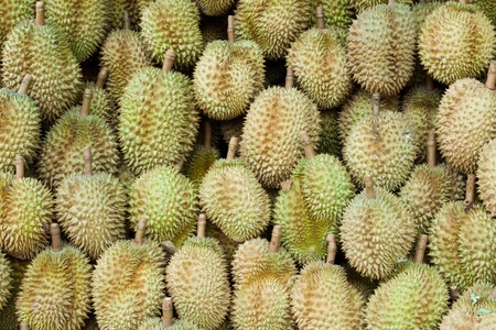 Durian, king of fruit, famous fruit in Thailandの写真素材
