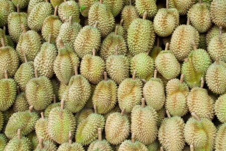 Durian, king of fruit, famous fruit in Thailand