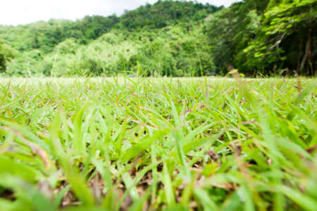 Beautiful green grass scapeの写真素材