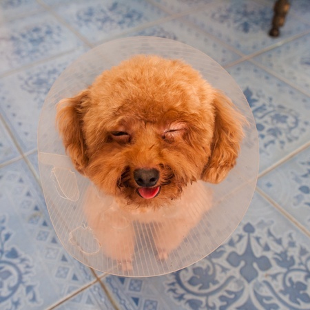 Poodle dog with collarの写真素材