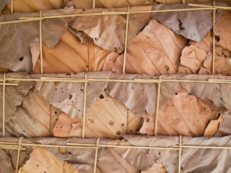 Leaf roofの写真素材