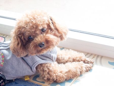 Poodle dogの写真素材