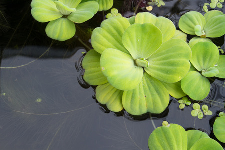 duckweed on waterの写真素材