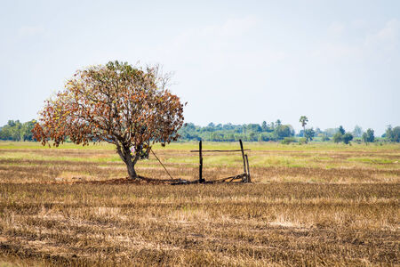 Dry tree in the fieldの写真素材