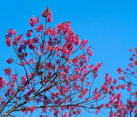 Wild himalayan cherry flower blossom