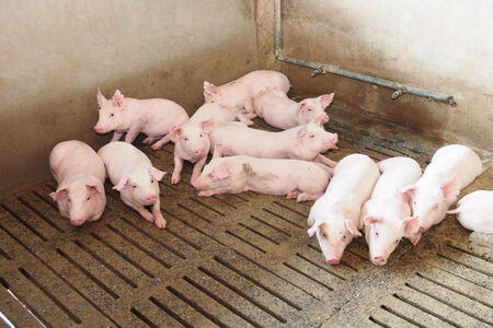pigs on the farmの写真素材