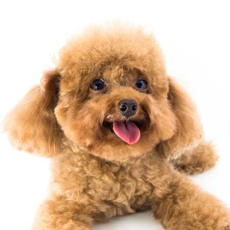 Red Toy Poodle puppyの写真素材
