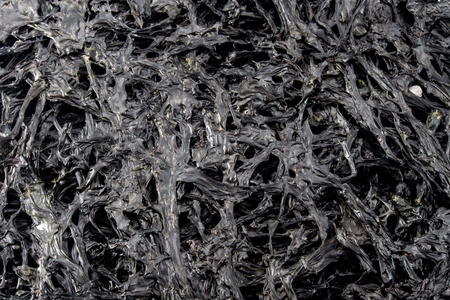 Dry seaweedの写真素材