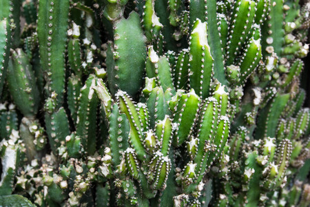 Cactus desert plant.