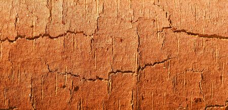 The cracked orange texture of a tree for a background  の写真素材