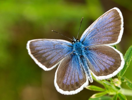 beautiful wild butterfly sits on a bright green leaf  の写真素材
