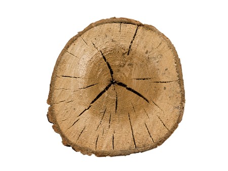 log end face isolated on whiteの写真素材