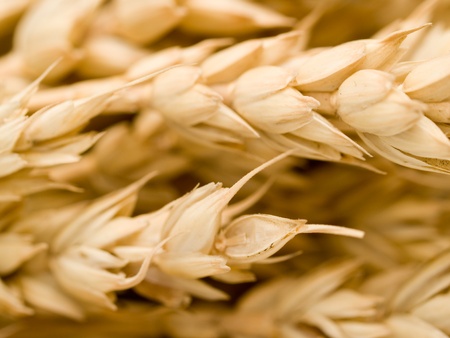 ripe golden wheat closeupの写真素材