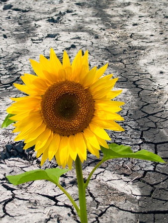 bright sunflowers on a background of cracked soilの写真素材